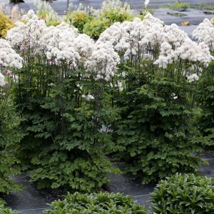 Thalictrum aquilegifolium Nimbus White - Borkóró