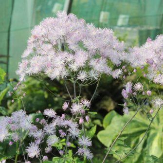 Borkóró (Thalictrum)