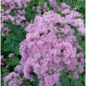 Thalictrum aquilegifolium Thundercloud - Borkóró