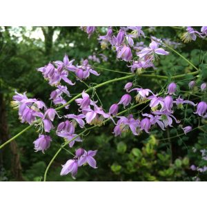 Thalictrum delavayi decorum - Borkóró