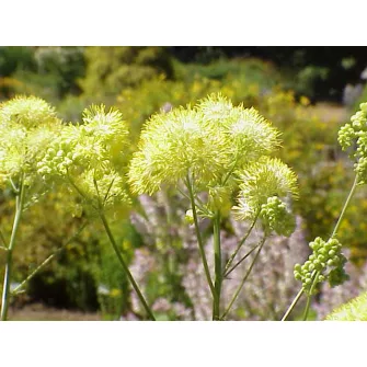 Borkóró (Thalictrum)