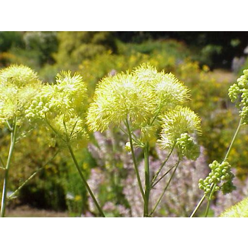 Thalictrum flavum - Borkóró