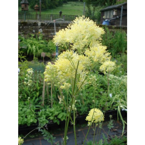 Thalictrum flavum glaucum - Borkóró