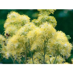 Thalictrum flavum Tukker Princess - Borkóró