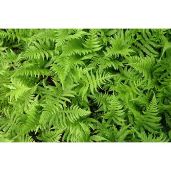 Tőzegpáfrány (Thelypteris)