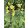 Thermopsis chinensis - Kínai gyűszűvirág