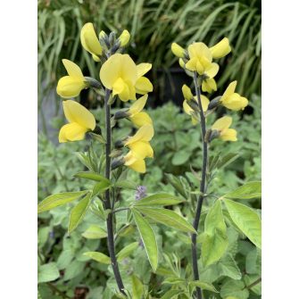 Carolina csilagfürt (Thermopsis)