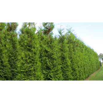Tuja (Thuja)