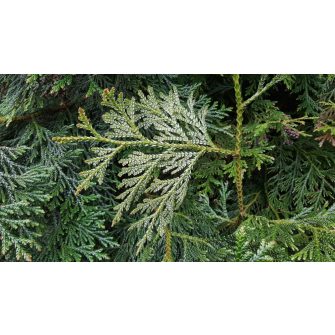 Hibatuja (Thujopsis)