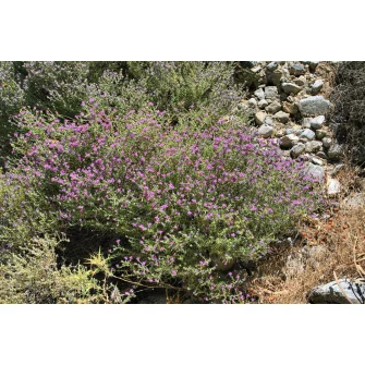 Kakukkfű (Thymus)