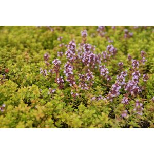 Thymus citriodorus Golden Dwarf - Citromillatú kakukkfű