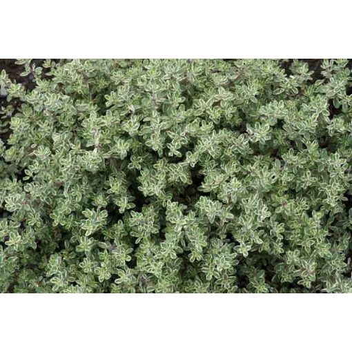 Thymus citriodorus Silver Queen - Citromillatú kakukkfű