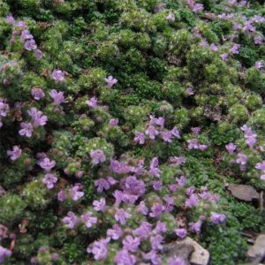 Thymus serphyllum Elfin - Keskenylevelű kakukkfű