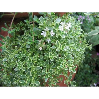Kakukkfű (Thymus)