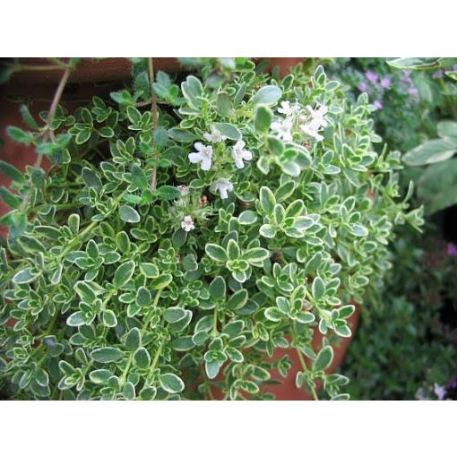 Thymus praecox Highland Cream - Korai kakukkfű