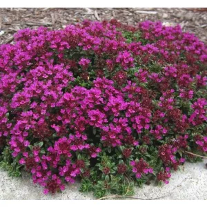 Thymus praecox Creeping Red - Korai kakukkfű