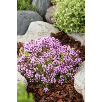 Kakukkfű (Thymus)
