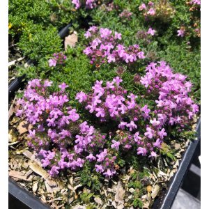 Thymus praecox Pink Chintz - Korai kakukkfű