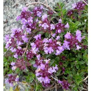 Thymus praecox Purple Beauty - Korai kakukkfű