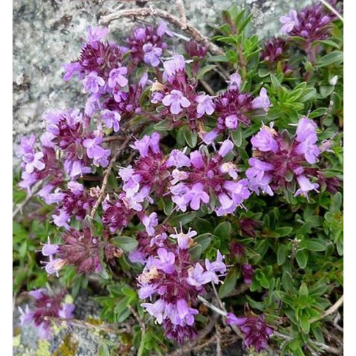 Thymus praecox Purple Beauty - Korai kakukkfű