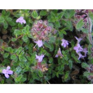 Thymus pseudolanuginosus Woody - Gyapjas kakukkfű