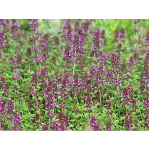 Thymus rotundifolius Purpurteppich - Kakukkfű