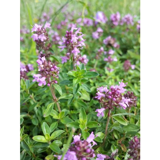 Thymus pulegioides - Hegyi kakukkfű