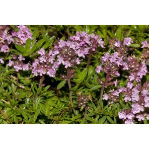 Thymus richardii Peter Davis - Kakukkfű