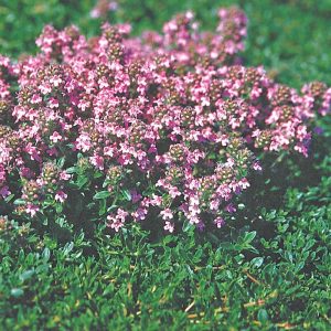 Thymus serpyllum Magic Carpet - Keskenylevelű kakukkfű