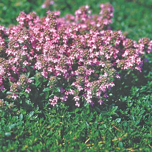 Thymus serpyllum Magic Carpet - Keskenylevelű kakukkfű