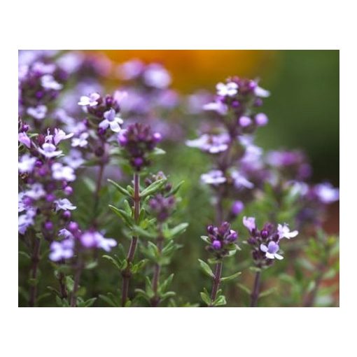 Thymus vulgaris - Kerti kakukkfű