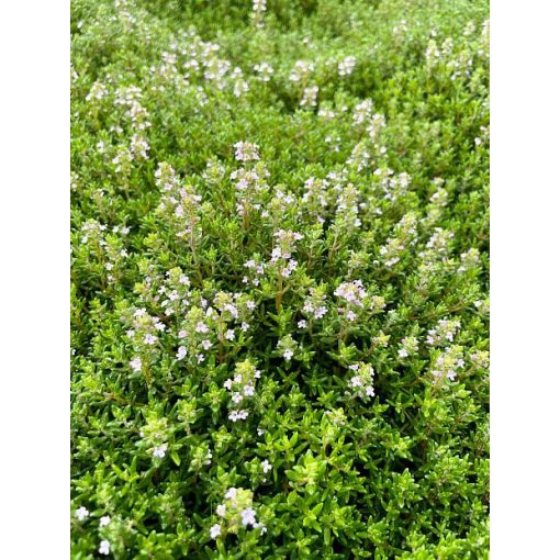 Thymus vulgaris Compactus - Kerti kakukkfű