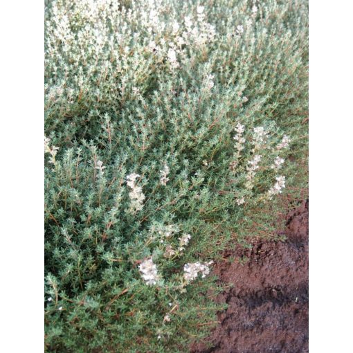Thymus vulgaris Fleur Provencale - Kerti kakukkfű