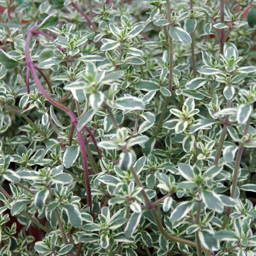 Thymus vulgaris Silver Posie - Kerti kakukkfű