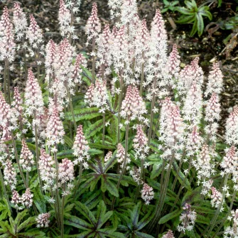 Turbántok (Tiarella)