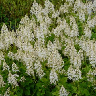 Turbántok (Tiarella)