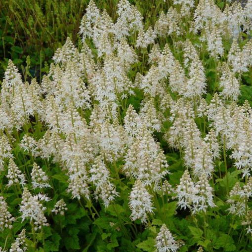 Tiarella cordifolia Moorgrün - Turbántok