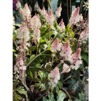 Turbántok (Tiarella)