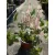 Tiarella Pink Skyrocket - Turbántok