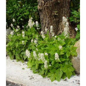 Tiarella Running Tiger - Turbántok