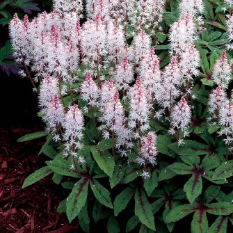 Turbántok (Tiarella)