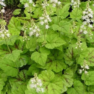 Tiarella Tiger Stripe - Turbántok