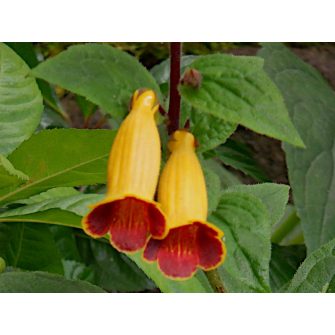 Oldhamii gyűszűvirág (Titanotrichum)