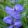 Tradescantia x andersoniana Blue Stone - Kerti pletyka