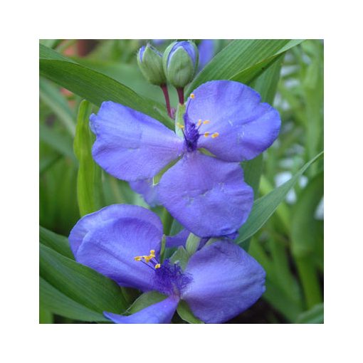 Tradescantia x andersoniana Blue Stone - Kerti pletyka