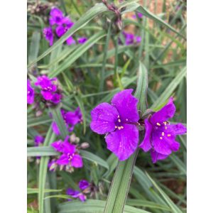 Tradescantia x andersoniana Concord Grape - Kerti pletyka