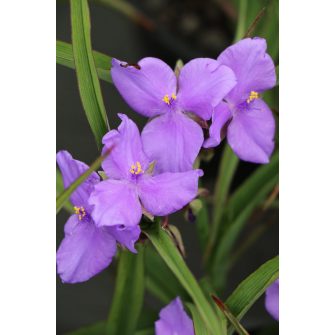 Pletyka (Tradescantia)