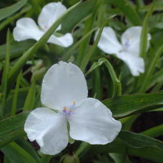 Pletyka (Tradescantia)