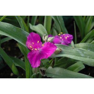 Tradescantia x andersoniana Karminglut - Kerti pletyka