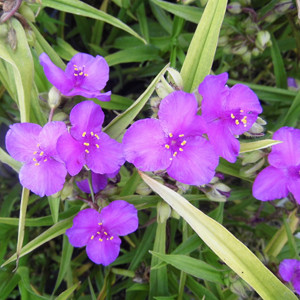 Tradescantia x andersoniana Purewell Giant - Kerti pletyka